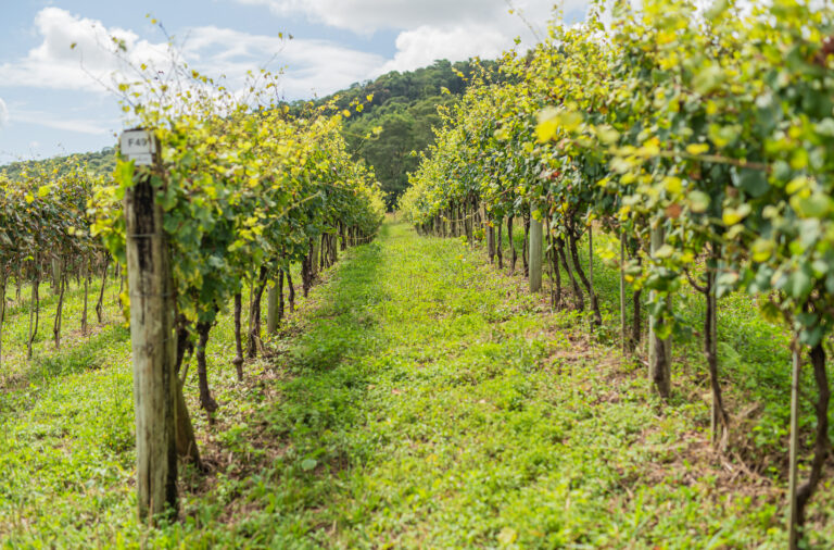 Cooperativa Vinícola Garibaldi reforça orientações a produtores diante da possibilidade de Super El Niño